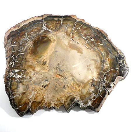 Bois fossile de 2 à 5 CM pierre brute de lithothérapie et de collection