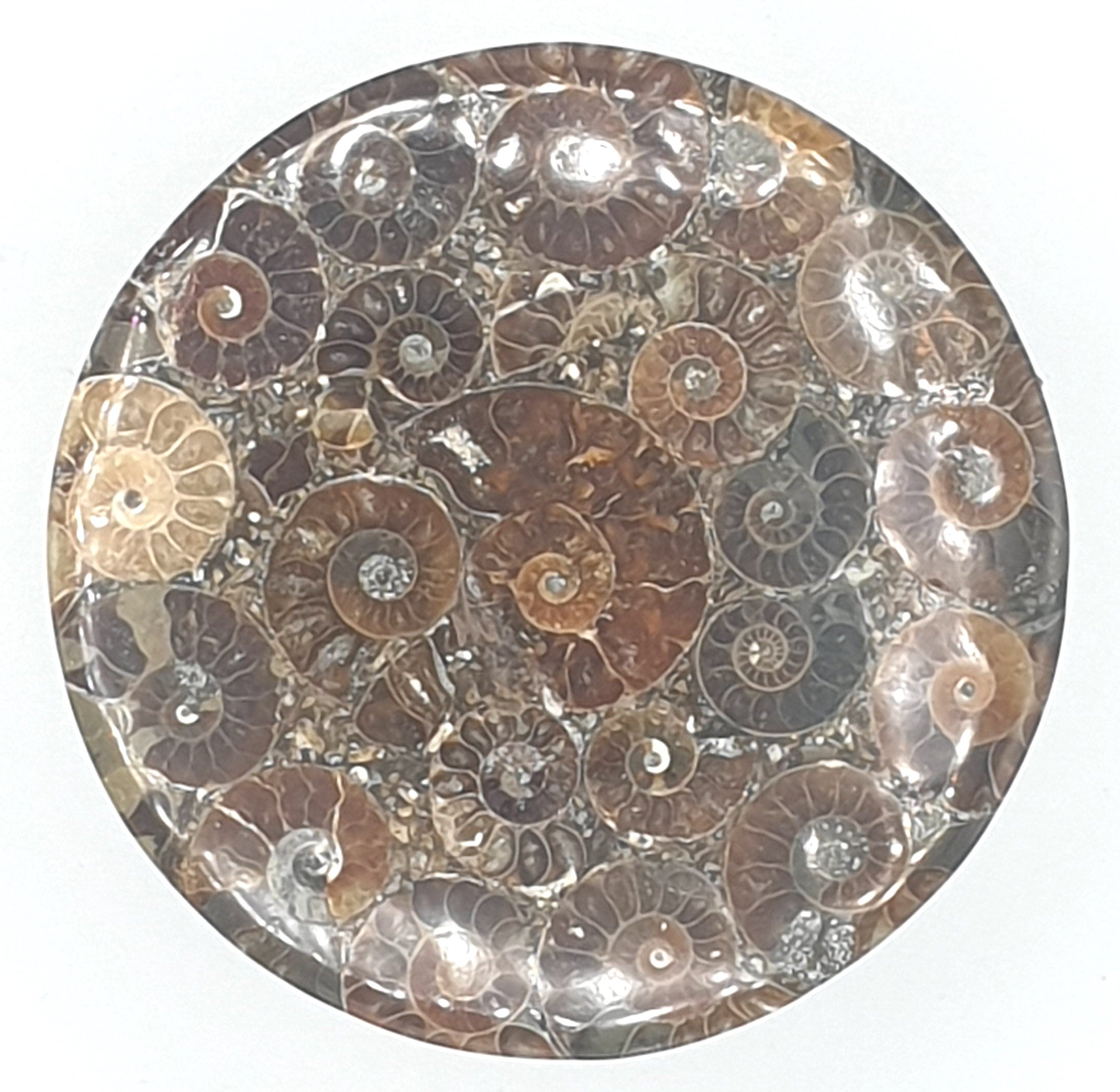 Plaque ronde d'ammonites de 7,5 cm décoration, sous verres Origine: Madagascar